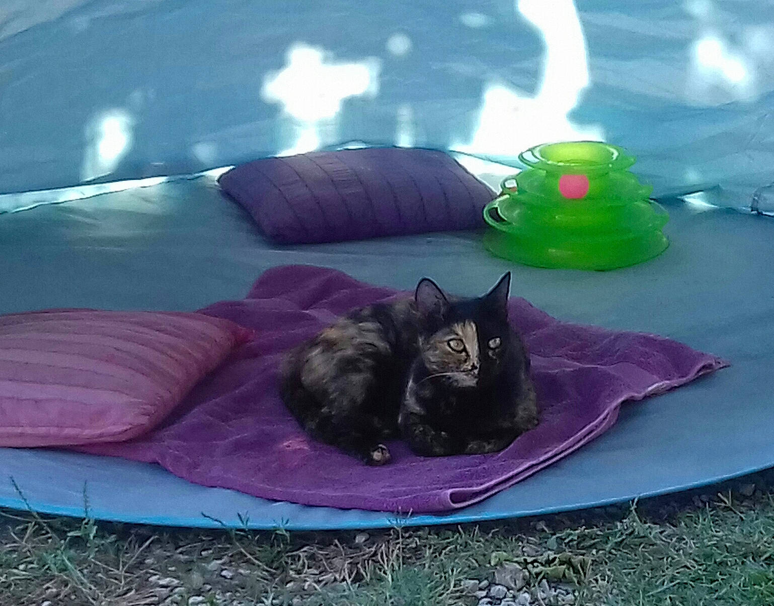 Bébé a rejoint le concours — aidez-le/la à gagner de superbes lots ! black_cat, carnivore, cat, felidae, kitten, play, small_to_medium_sized_cats, whiskers