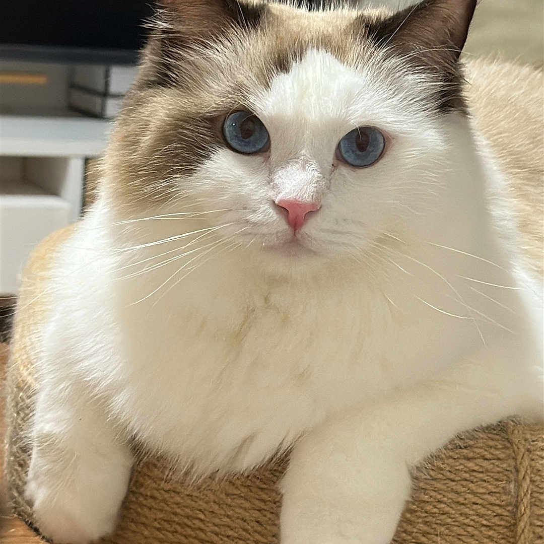 Mallow is registered to the contest to win money with this photo: cat, fluffy, blue_eyes, white_fur, brown_fur, pointed_ears, whiskers, pink_nose, long_hair, sitting, scratching_pad, pet, indoor, home, furniture, wooden_surface, television, kitchen, portrait, closeup