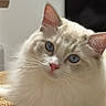cat, cream_cat, fluffy, blue_eyes, whiskers, pink_nose, close_up, portrait, indoor, pet, feline, long_hair, lounging, sitting, cushion, cozy, soft_lighting, animal, cute, relaxed