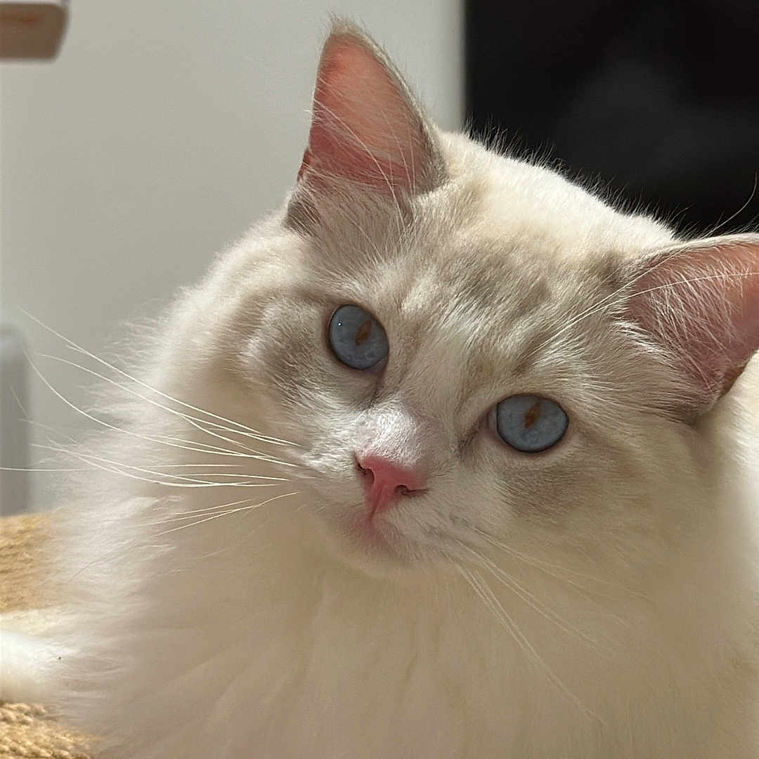 Misu