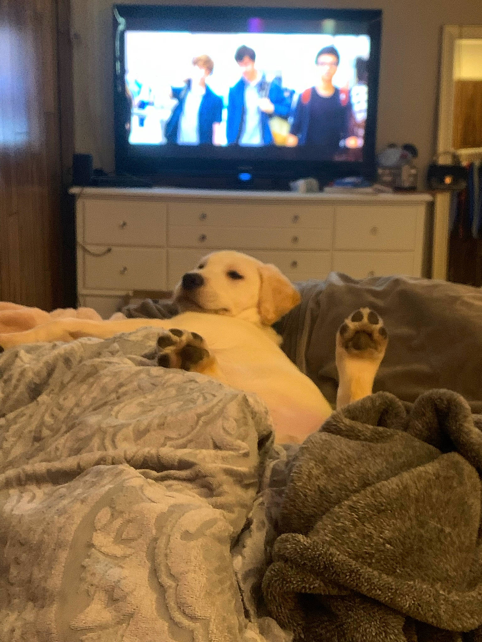 Remi is registered to the contest to win money with this photo: carnivore, comfort, companion_dog, dog, dog_breed, entertainment_center, fawn, felidae, flat_panel_display, grey, hardwood, home_appliance, interior_design, lighting, linens, living_room, picture_frame, television, television_set, wood