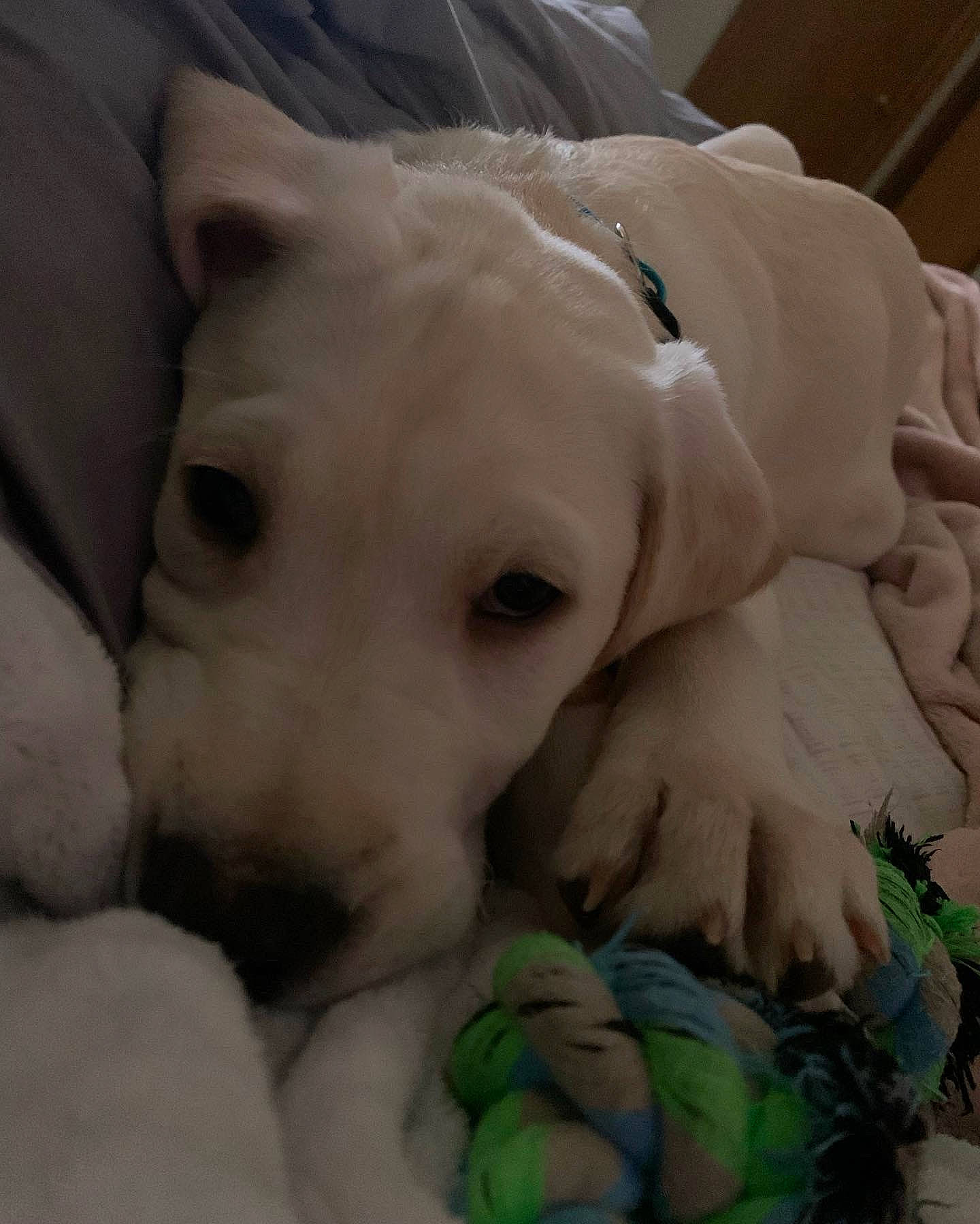 Remi is registered to the contest to win money with this photo: canidae, carnivore, chest, comfort, companion_dog, dog, dog_breed, fawn, felidae, fur, nap, paw, snout, sporting_group, tail, terrestrial_animal, toy, toy_dog, whiskers, working_animal