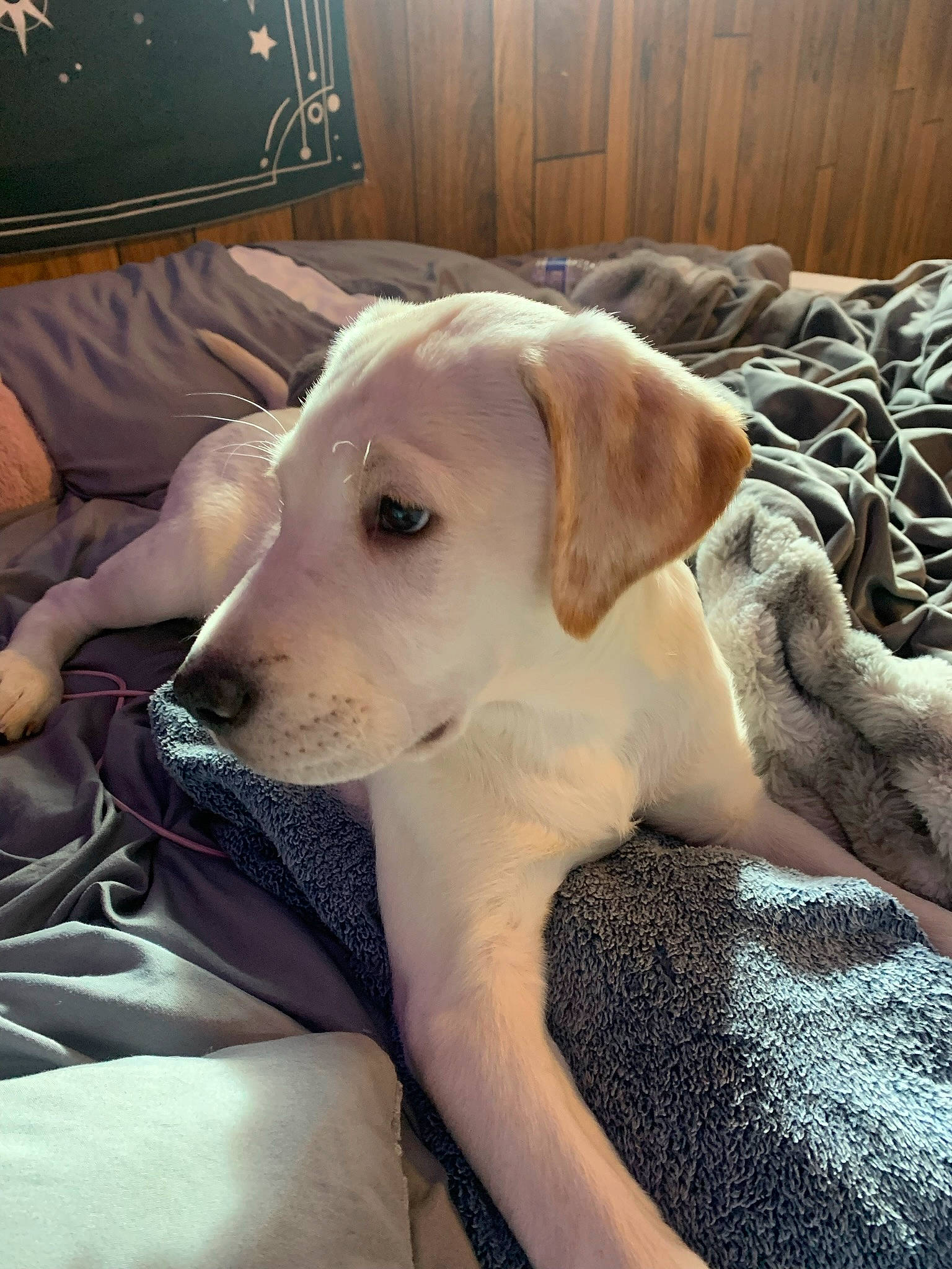 Remi is registered to the contest to win money with this photo: canidae, carnivore, comfort, companion_dog, couch, dog, dog_breed, fawn, flooring, fur, guard_dog, mammal, paw, snout, sporting_group, tail, television, whiskers, wood, working_animal