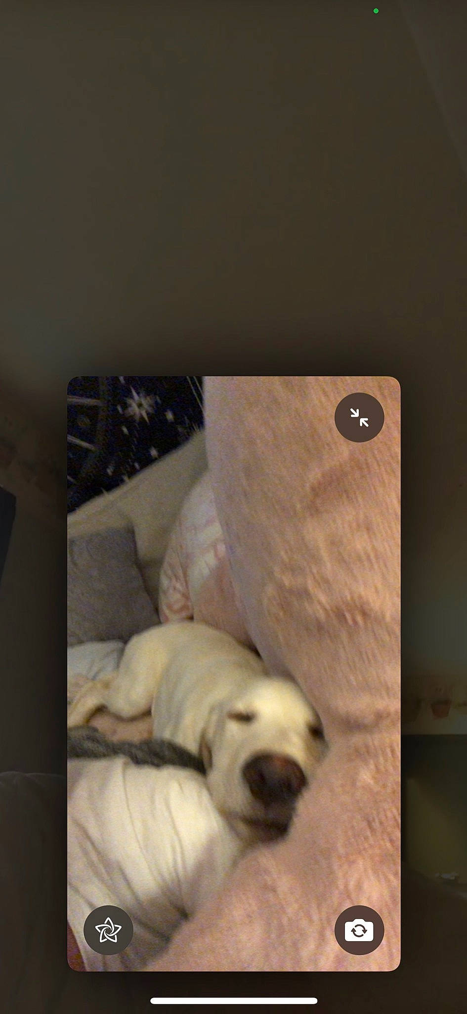 Remi joined the competition — help win amazing prizes! bedding, canidae, carnivore, comfort, companion_dog, couch, dog, dog_breed, fawn, flooring, fur, hardwood, linens, pug, rectangle, snout, sporting_group, tail, wood, working_animal