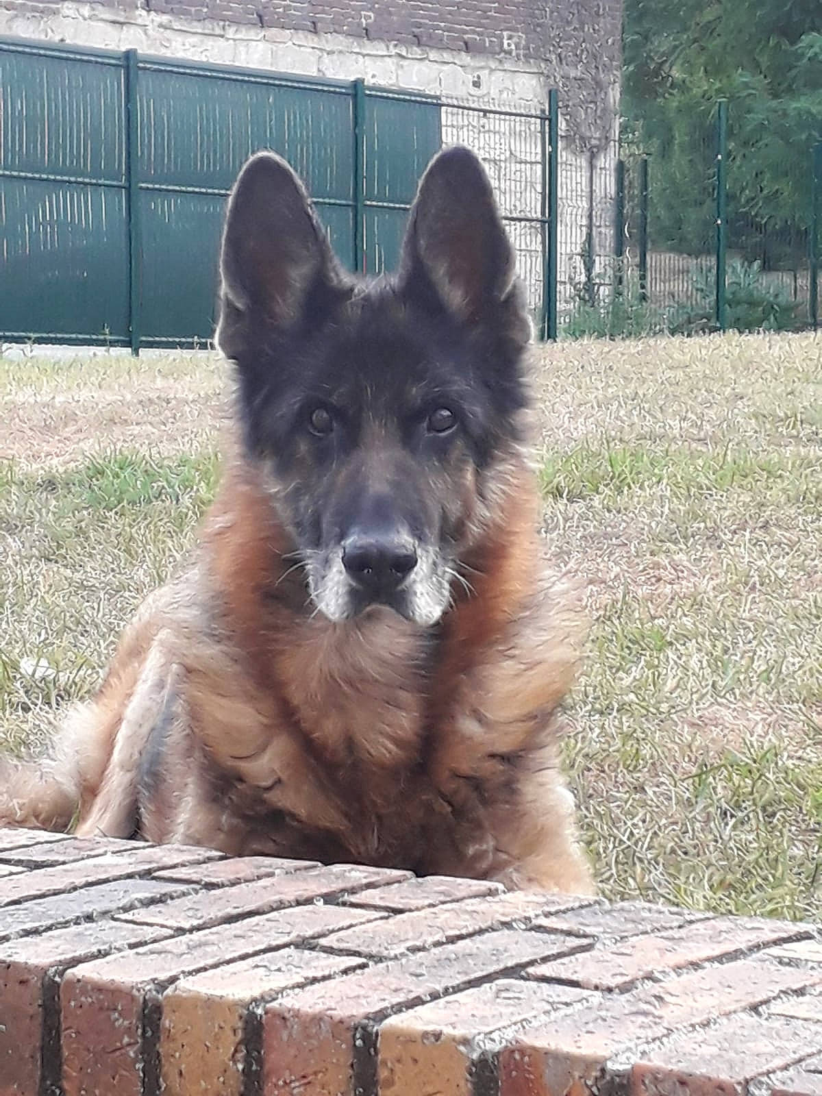 Bishka a rejoint le concours — aidez-le/la à gagner de superbes lots ! belgian_shepherd, belgian_shepherd_malinois, bohemian_shepherd, canidae, carnivore, dog, dog_breed, east_european_shepherd, german_shepherd_dog, herding_dog, king_shepherd, kunming_wolfdog, mammal, native_american_indian_dog, old_german_shepherd_dog, rare_breed_dog, shiloh_shepherd_dog, tervuren, vertebrate