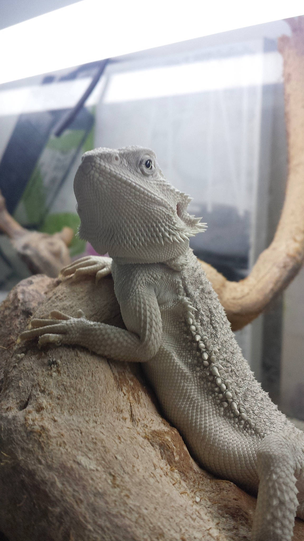 Olaf participe au concours pour gagner de l'argent avec cette photo : agama, dragon_lizard, iguana, iguania, iguanidae, lizard, organism, reptile, scaled_reptile