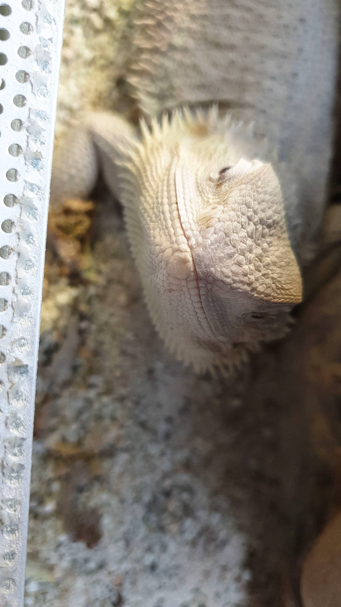 Olaf participe au concours pour gagner de l'argent avec cette photo : adaptation, claw, fawn, snout