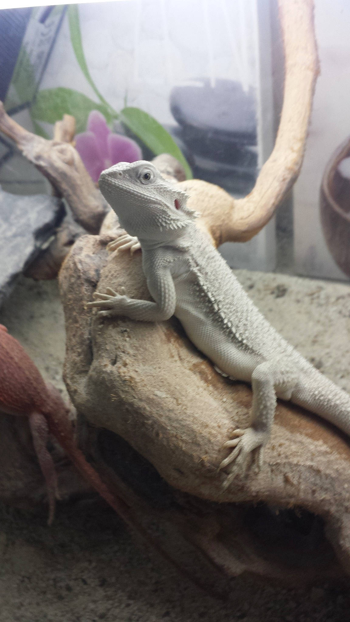 Olaf a rejoint le concours — aidez-le/la à gagner de superbes lots ! adaptation, agama, desert_iguana, dragon_lizard, gecko, iguana, iguania, iguanidae, lizard, reptile, scaled_reptile, tail, terrestrial_animal, vertebrate