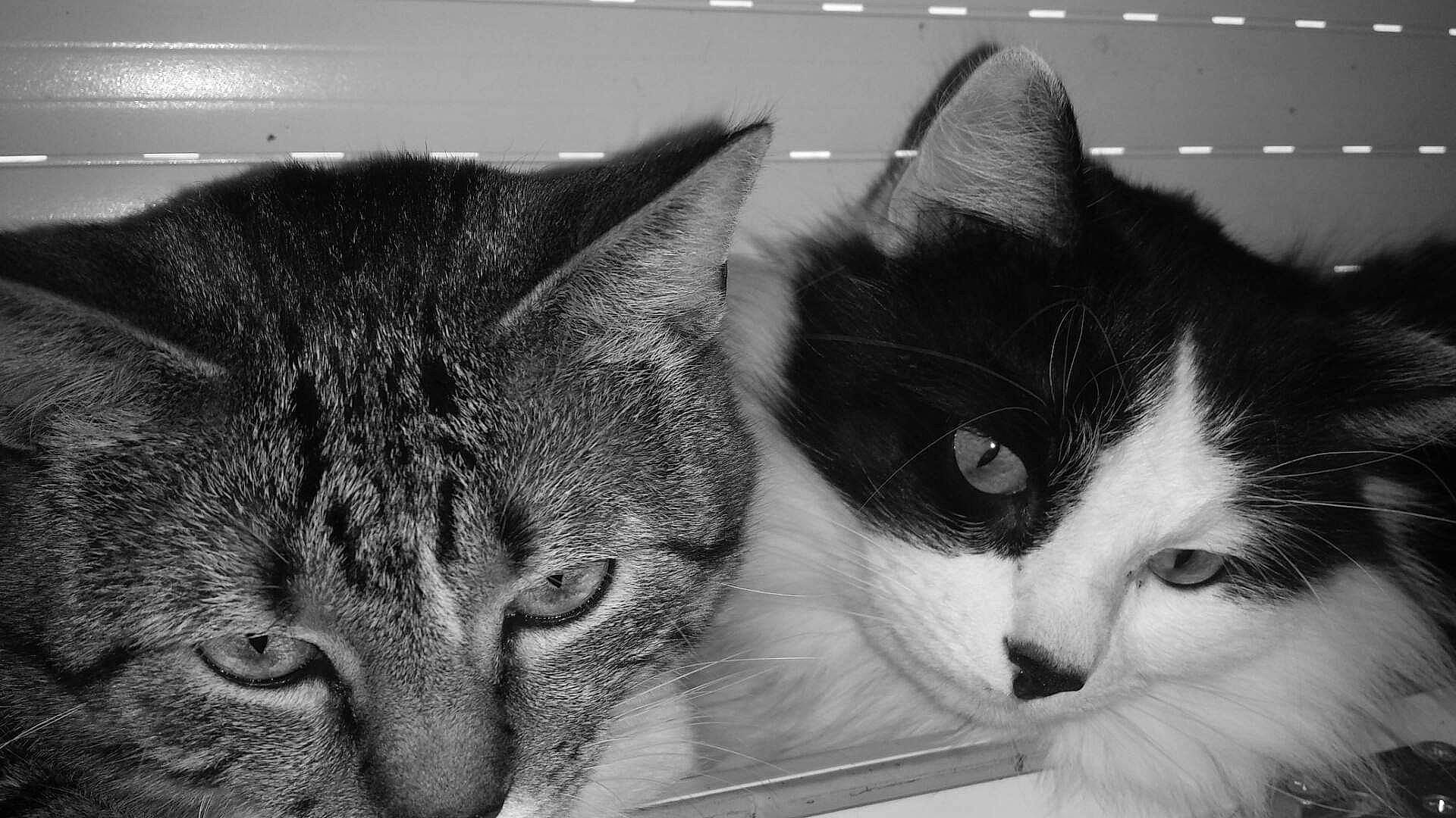 Lou participe au concours pour gagner de l'argent avec cette photo : aegean_cat, black_and_white, carnivore, cat, close_up, domestic_short_haired_cat, european_shorthair, eye, felidae, fur, kitten, monochrome_photography, nose, photography, small_to_medium_sized_cats, snapshot, snout, tabby_cat, whiskers, white