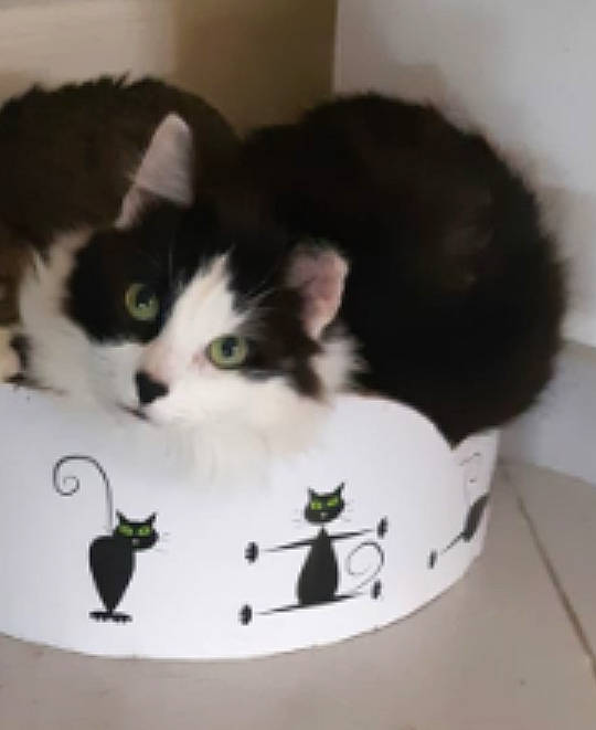 Lou a rejoint le concours — aidez-le/la à gagner de superbes lots ! carnivore, cat, domestic_short_haired_cat, european_shorthair, felidae, kitten, norwegian_forest_cat, small_to_medium_sized_cats, tail, whiskers