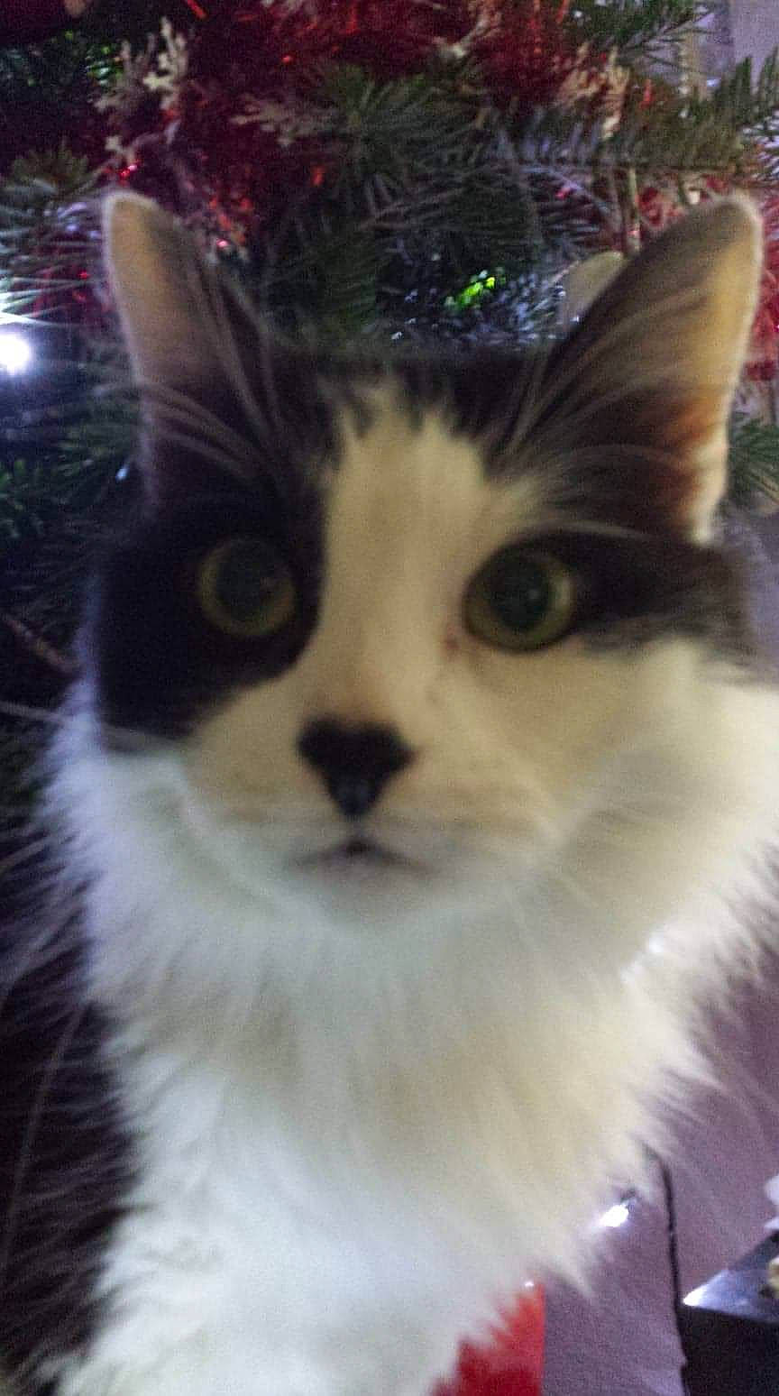 Lou a rejoint le concours — aidez-le/la à gagner de superbes lots ! aegean_cat, american_curl, american_wirehair, carnivore, cat, domestic_long_haired_cat, domestic_short_haired_cat, eye, felidae, fur, kitten, mammal, norwegian_forest_cat, ragamuffin, ragdoll, small_to_medium_sized_cats, snout, turkish_angora, turkish_van, whiskers