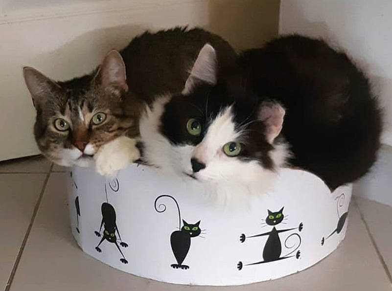 Lou a rejoint le concours — aidez-le/la à gagner de superbes lots ! american_wirehair, carnivore, cat, domestic_short_haired_cat, european_shorthair, felidae, kitten, norwegian_forest_cat, photo_caption, polydactyl_cat, ragamuffin, small_to_medium_sized_cats, whiskers