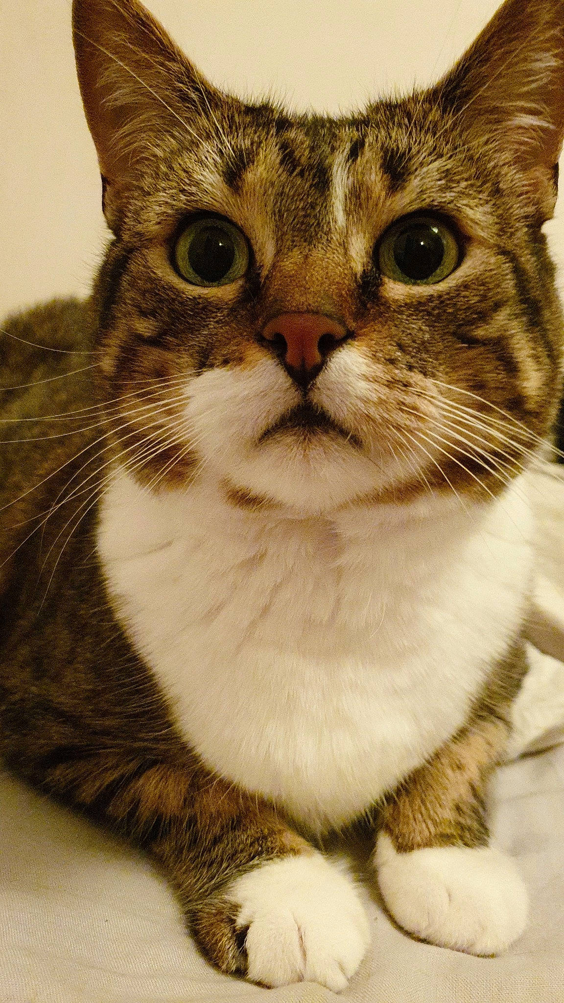 Louna participe au concours pour gagner de l'argent avec cette photo : aegean_cat, american_bobtail, american_shorthair, american_wirehair, asian, australian_mist, carnivore, cat, domestic_short_haired_cat, dragon_li, european_shorthair, felidae, kitten, mammal, munchkin, small_to_medium_sized_cats, snout, tabby_cat, vertebrate, whiskers