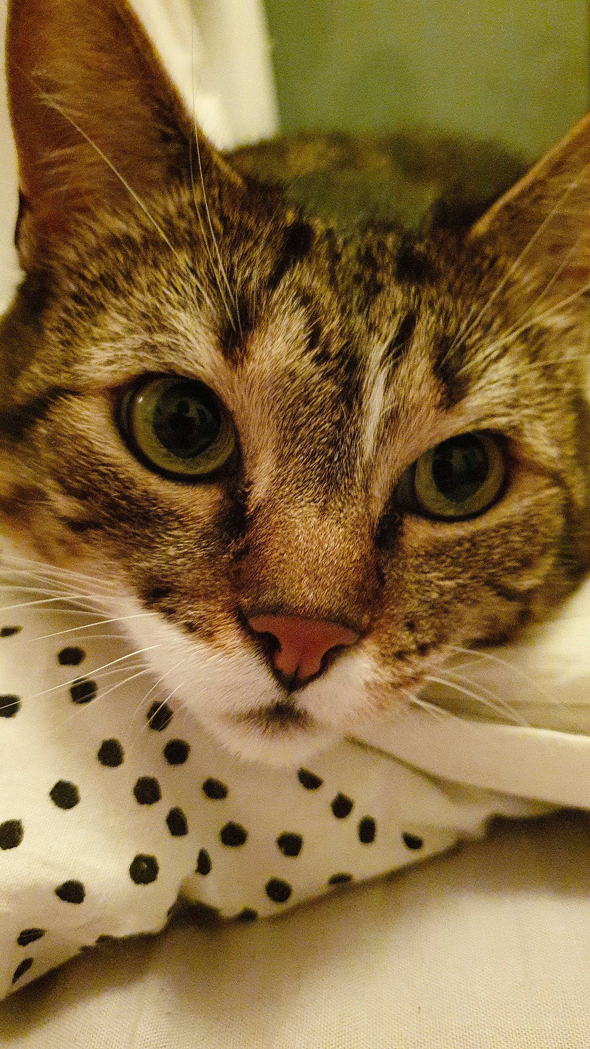 Louna a rejoint le concours — aidez-le/la à gagner de superbes lots ! aegean_cat, american_shorthair, american_wirehair, asian, australian_mist, carnivore, cat, close_up, domestic_short_haired_cat, dragon_li, egyptian_mau, european_shorthair, eye, felidae, mammal, ocicat, small_to_medium_sized_cats, snout, tabby_cat, whiskers