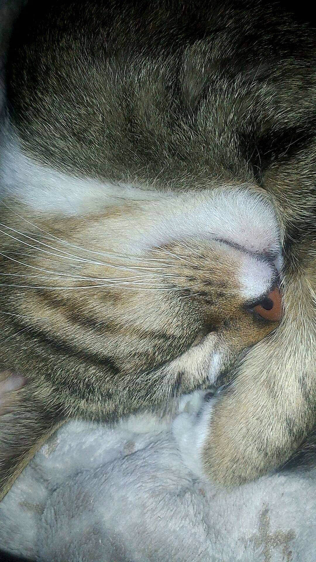 Louna participe au concours pour gagner de l'argent avec cette photo : carnivore, cat, claw, close_up, ear, european_shorthair, eye, felidae, fur, kitten, nap, nose, paw, skin, sleep, small_to_medium_sized_cats, snout, tabby_cat, tail, whiskers