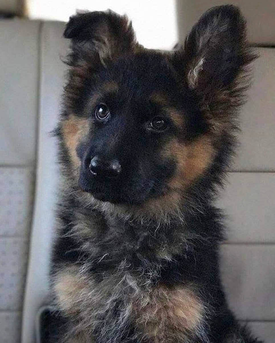 Filou participe au concours pour gagner de l'argent avec cette photo : bohemian_shepherd, canidae, carnivore, companion_dog, dog, dog_breed, german_shepherd_dog, herding_dog, king_shepherd, mammal, old_german_shepherd_dog, puppy, rare_breed_dog, shiloh_shepherd_dog, snout, tervuren, vertebrate, working_dog