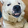 dog, white_dog, teeth, grin, funny_face, lying_down, wooden_floor, pet, canine, fur, close_up, playful, cute, animal, domestic_animal, mischievous, happy, wide_eyes, indoor, portrait