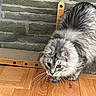 cat, gray_cat, fluffy_cat, wooden_floor, stone_wall, scratching_post, pet, indoor, animal, whiskers, curious, feline, closeup, fur, ears, paws, household, domestic_animal, mammal, alert
