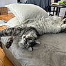 Bandit is registered to the contest to win money with this photo: cat, fluffy, stretching, relaxed, gray_cat, pillow, blanket, furniture, wooden_floor, indoor, pet, cute, cozy, home, table, book, chair, living_room, fur, domestic_animal