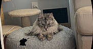 Bandit joined the competition — help win amazing prizes! cat, pet_bed, gray_cat, fluffy_cat, indoor, couch, cat_tree, window, wall, floor, cozy, furniture, resting, animal, domestic_animal, living_room, soft_texture, relaxed, home, cute