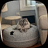 cat, pet_bed, gray_cat, fluffy_cat, indoor, couch, cat_tree, window, wall, floor, cozy, furniture, resting, animal, domestic_animal, living_room, soft_texture, relaxed, home, cute