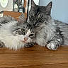 Bandit joined the competition — help win amazing prizes! cat, two_cats, fluffy_fur, gray_and_white, resting, close_up, indoor, wooden_surface, relaxed, snuggling, pets, cute, domestic_cat, feline, animal, companionship, soft_light, cozy, peaceful, home