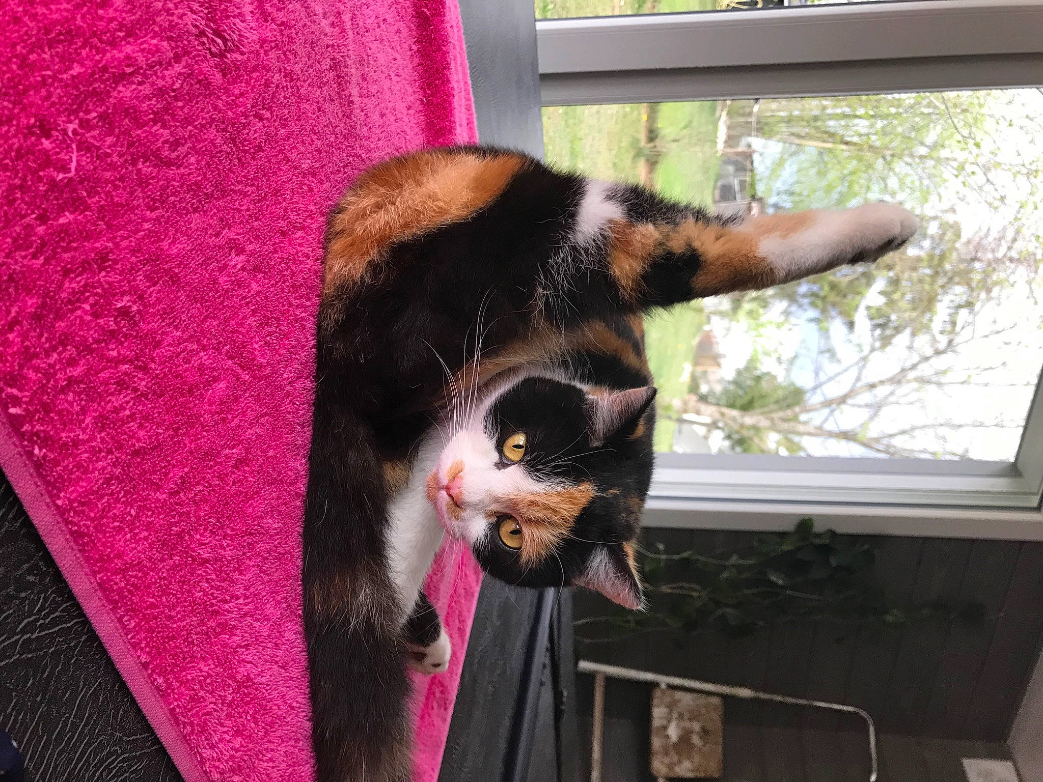 Pita a rejoint le concours — aidez-le/la à gagner de superbes lots ! canidae, carnivore, cat, comfort, dog_breed, domestic_short_haired_cat, felidae, fur, magenta, pet_supply, plant, small_to_medium_sized_cats, snout, sporting_group, tail, tree, whiskers, window