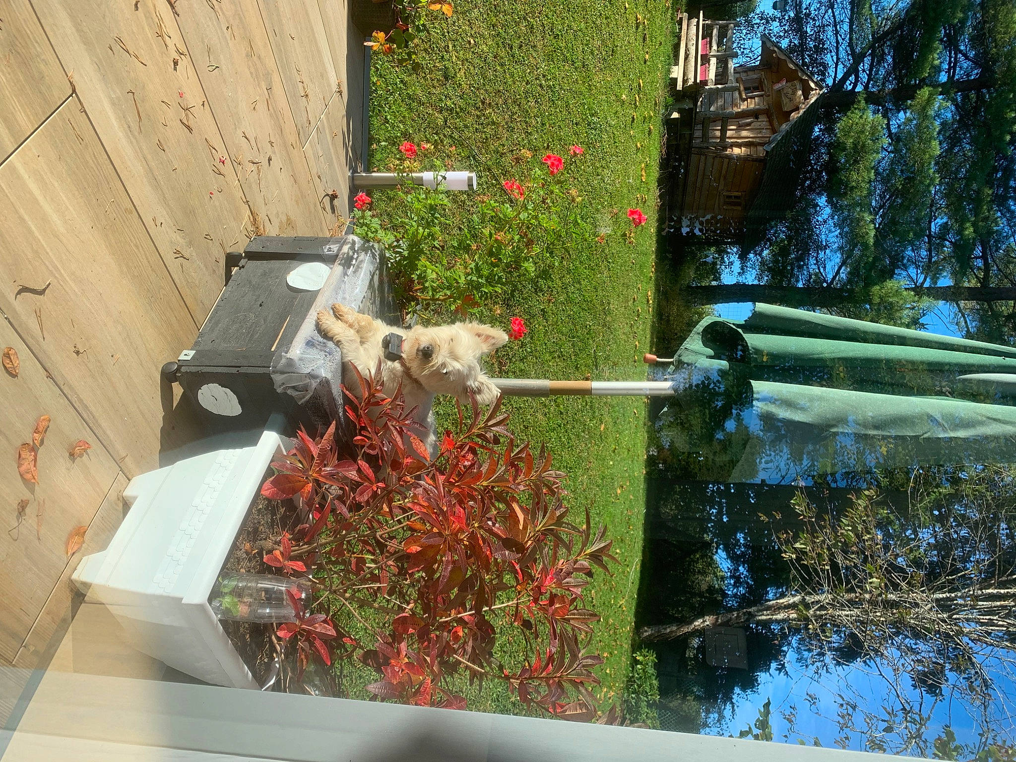 Newton participe au concours pour gagner de l'argent avec cette photo : annual_plant, chair, cut_flowers, floral_design, floristry, flower, flowering_plant, flowerpot, garden, grass, green, houseplant, landscape, petal, plant, shrub, sky, tree, window, wood