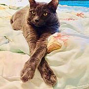 Mikah is registered to the contest to win money with this photo: cat, gray_cat, pet, animal, feline, bed, blanket, paws, crossed_paws, yellow_eyes, indoor, cozy, resting, fur, cute, sleepy, comfort, relaxed, domestic_animal, wooden_headboard
