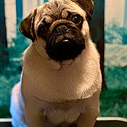 Dexter is registered to the contest to win money with this photo: dog, pug, pet, animal, portrait, cute, indoor, fur, face, ears, eyes, nose, sitting, background, mammal, canine, expression, closeup, whiskers, adorable