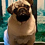 dog, pug, pet, animal, portrait, cute, indoor, fur, face, ears, eyes, nose, sitting, background, mammal, canine, expression, closeup, whiskers, adorable