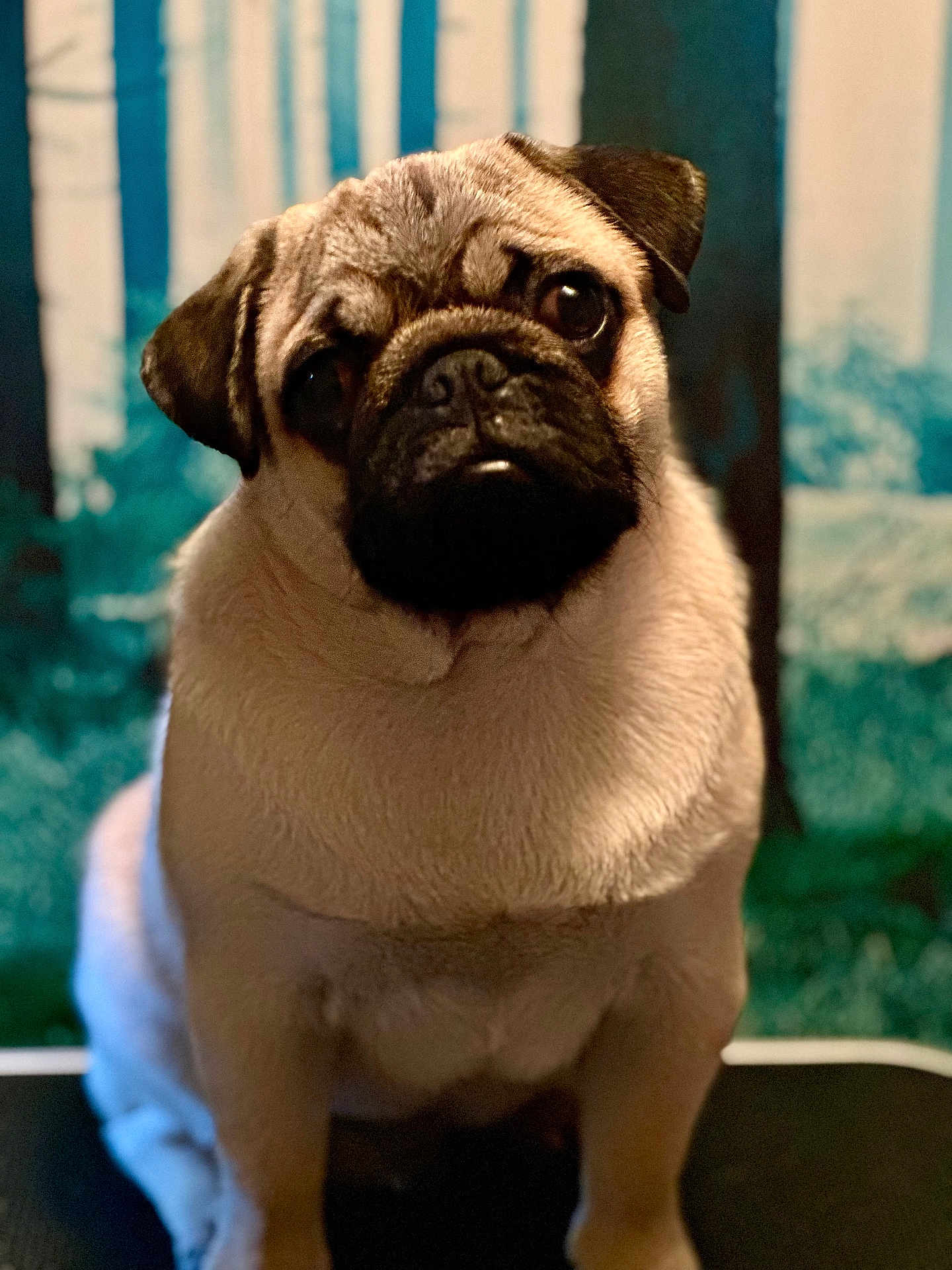 Dexter is registered to the contest to win money with this photo: dog, pug, pet, animal, portrait, cute, indoor, fur, face, ears, eyes, nose, sitting, background, mammal, canine, expression, closeup, whiskers, adorable