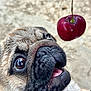 Dex joined the competition — help win amazing prizes! dog, pug, close_up, cherry, animal, pet, face, mouth, nose, whiskers, brown_eyes, fur, outdoor, curious, focus, background_blur, cute, expression, tongue, waiting