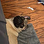 Dex joined the competition — help win amazing prizes! dog, pug, pet, animal, lying_down, floor, wood_floor, mat, curious, face, ears, fur, indoor, resting, looking_up, close_up, companion, cute, expression, playful
