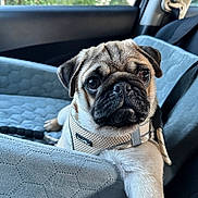 Dex is registered to the contest to win money with this photo: pug, puppy, dog, pet, car, car_interior, seat_cover, leash, harness, animal, cute, closeup, portrait, fur, paw, window, outdoor, greenery, travel, resting