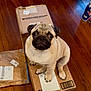 animal, black_nose, brown, cardboard_box, cute, dog, domestic_animal, eyes, floor, fur, indoor, looking_up, package, pet, pug, puppy, sitting, small_dog, whiskers, wooden_floor