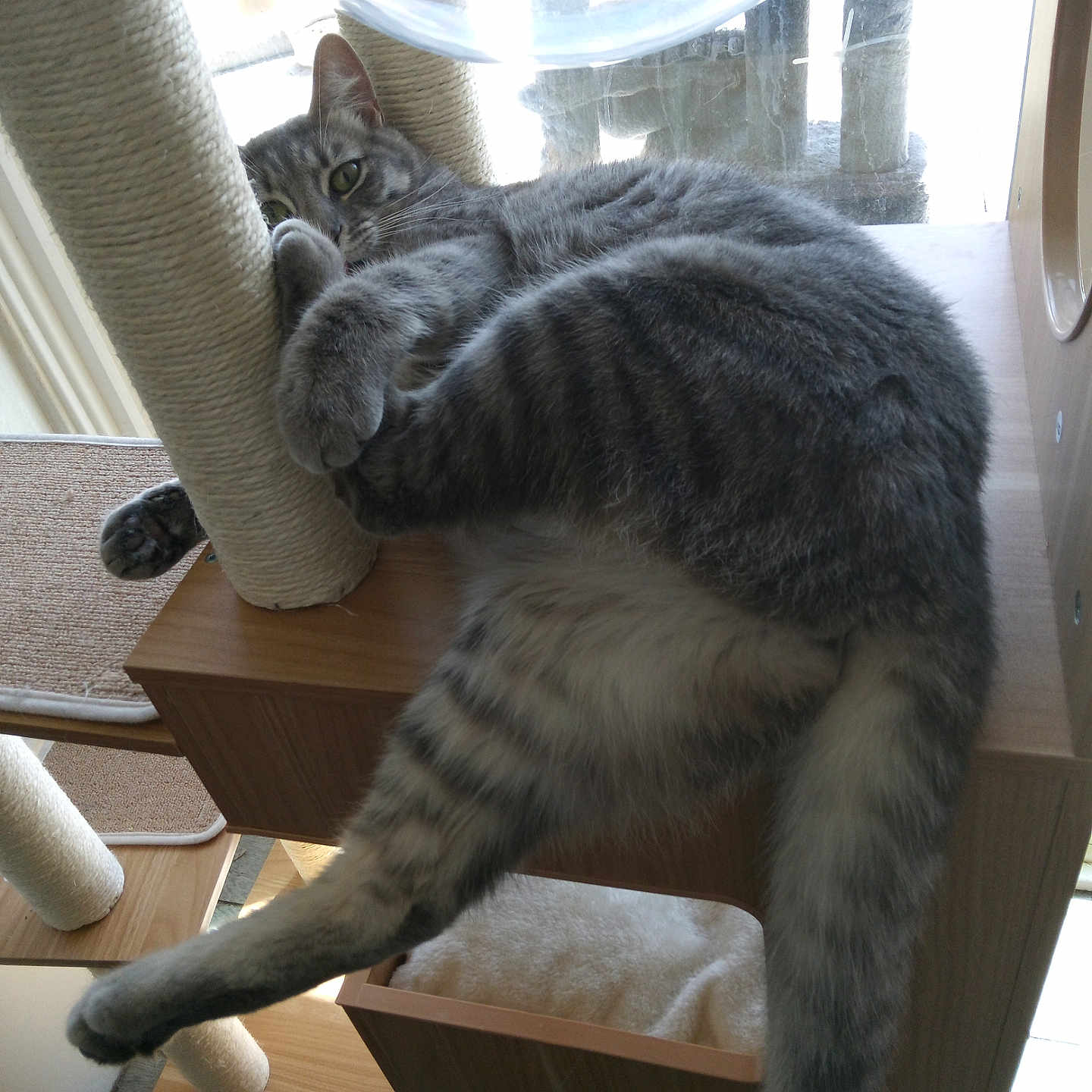 Mellie joined the competition — help win amazing prizes! abyssinian, animal, architecture, armchair, building, cat, chair, couch, diningtable, furniture, hardwood, indoors, kitten, livingroom, manx, pet, plywood, room, table, wood