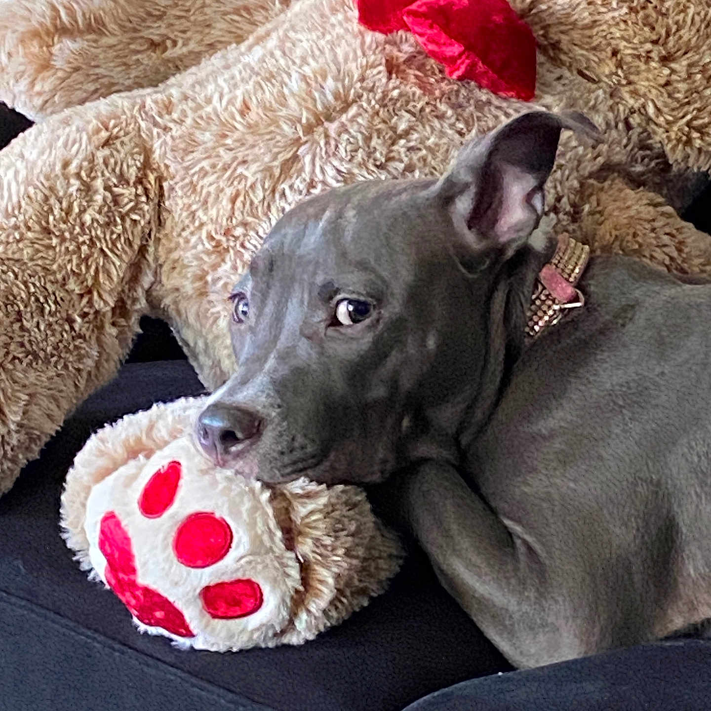 Remy is registered to the contest to win money with this photo: accessories, animal, ball, blanket, bulldog, canine, couch, cushion, dog, football, furniture, homedecor, hound, pet, pointer, puppy, soccer, soccerball, sport, toy