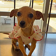 Bunny is registered to the contest to win money with this photo: dog, puppy, chihuahua, small_dog, pet, cute, big_eyes, ruffled_dress, white_dress, red_hearts, metal_table, window, indoor, veterinary_clinic, adorable, portrait, brown_fur, short_hair, sitting, close_up