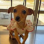 dog, puppy, chihuahua, small_dog, pet, cute, big_eyes, ruffled_dress, white_dress, red_hearts, metal_table, window, indoor, veterinary_clinic, adorable, portrait, brown_fur, short_hair, sitting, close_up