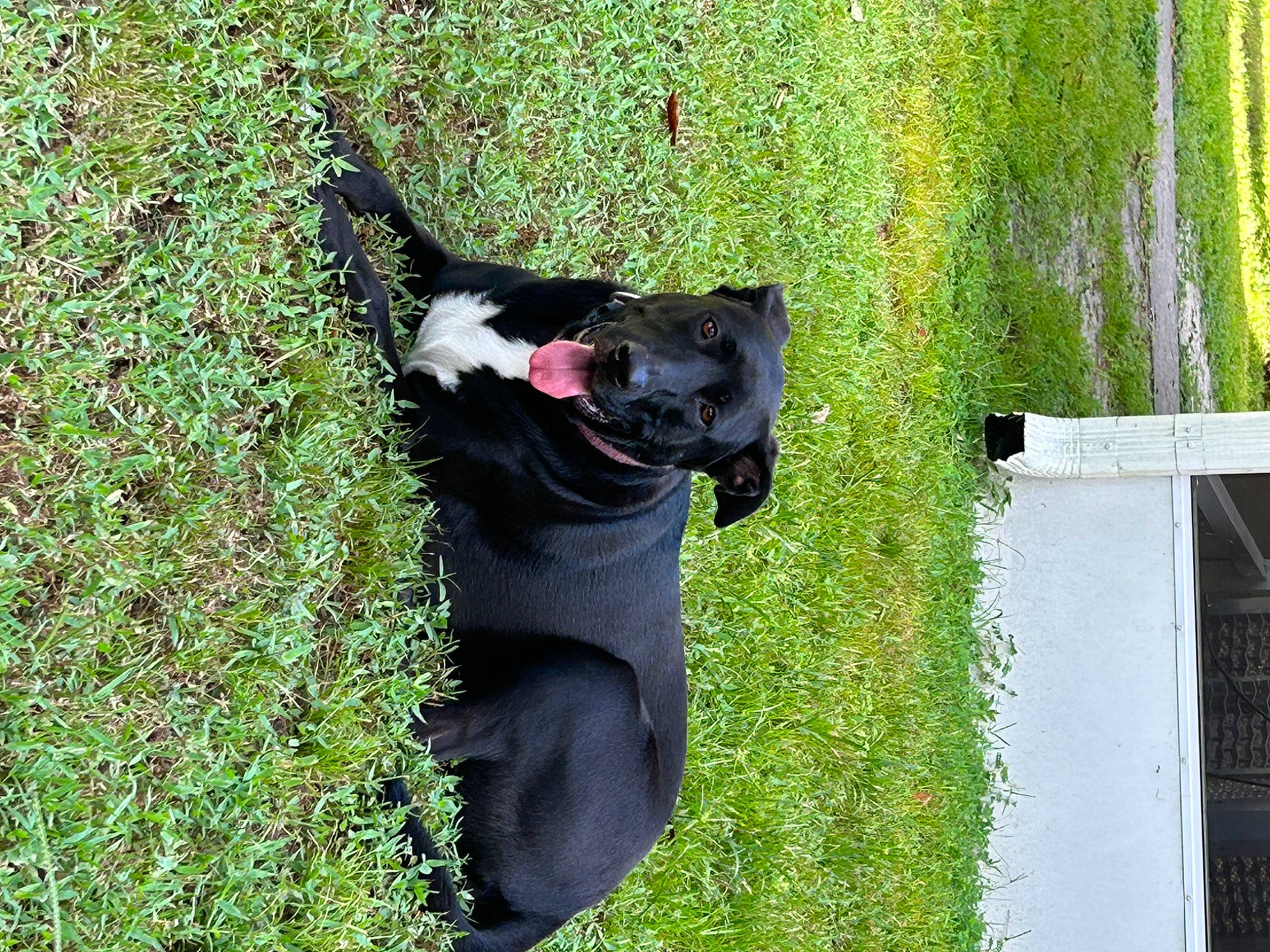 Princess is registered to the contest to win money with this photo: canidae, carnivore, collar, companion_dog, dog, dog_breed, dog_collar, dog_supply, felidae, fur, grass, leash, pet_supply, plant, shrub, sporting_group, tail, tree, trunk, working_animal