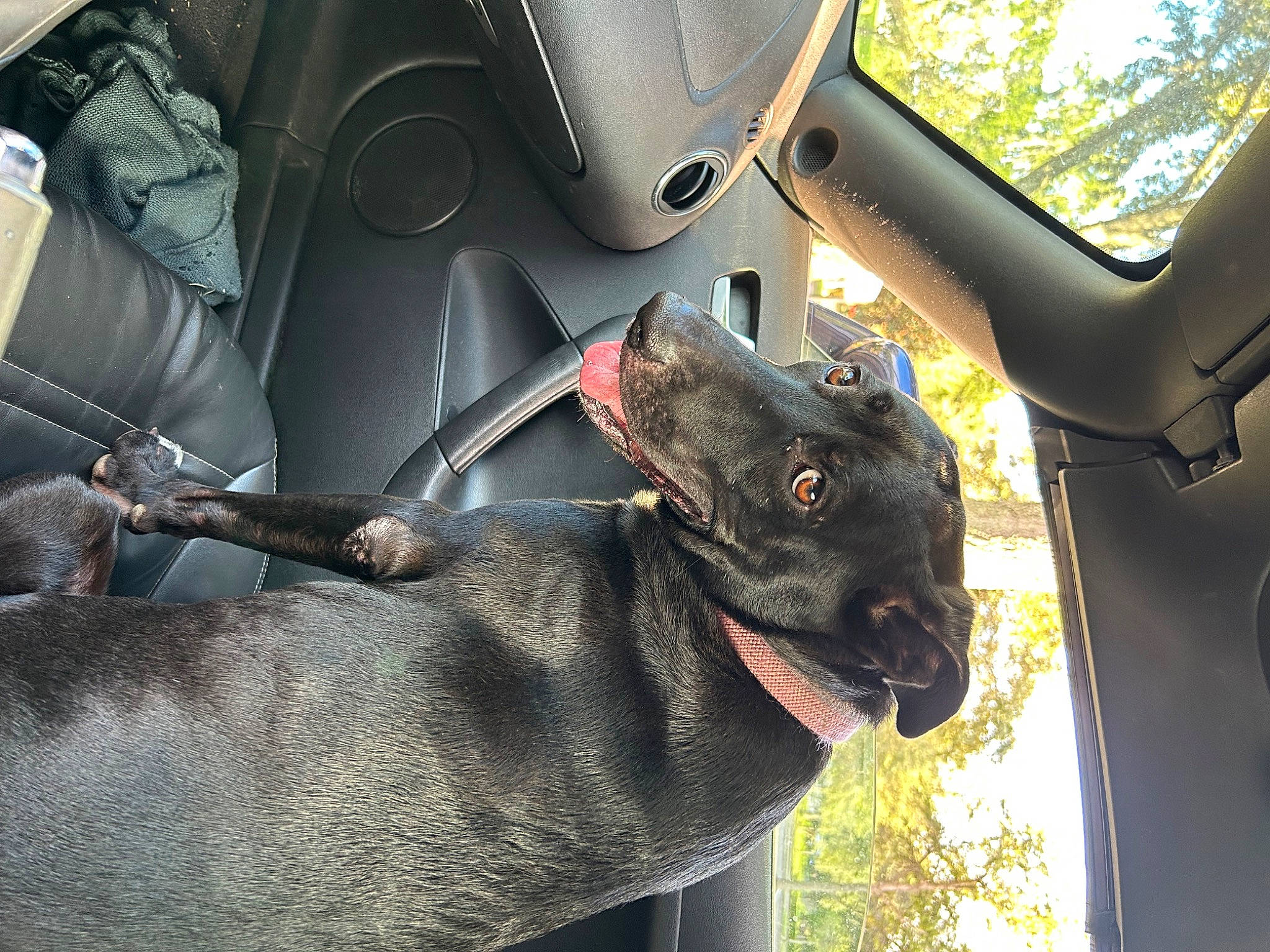 Princess is registered to the contest to win money with this photo: auto_part, automotive_exterior, automotive_tire, automotive_wheel_system, car, car_seat, car_seat_cover, carnivore, collar, dog, dog_breed, gesture, motor_vehicle, plant, snout, steering_wheel, tree, vehicle, vehicle_door, working_animal