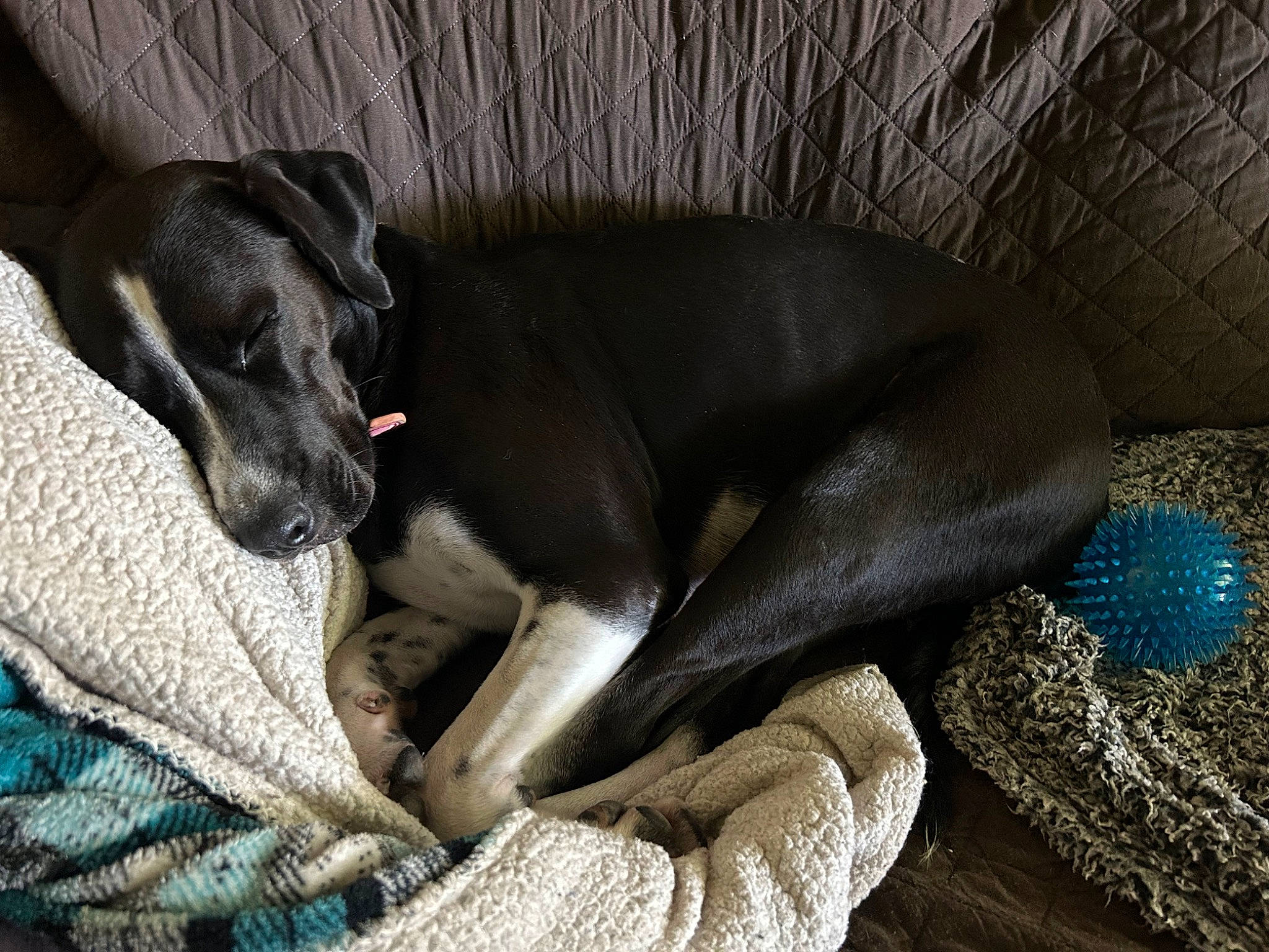 Draco is registered to the contest to win money with this photo: canidae, carnivore, comfort, companion_dog, dog, dog_breed, dog_supply, fawn, grey, guard_dog, non_sporting_group, sporting_group, terrestrial_animal, whiskers, working_animal