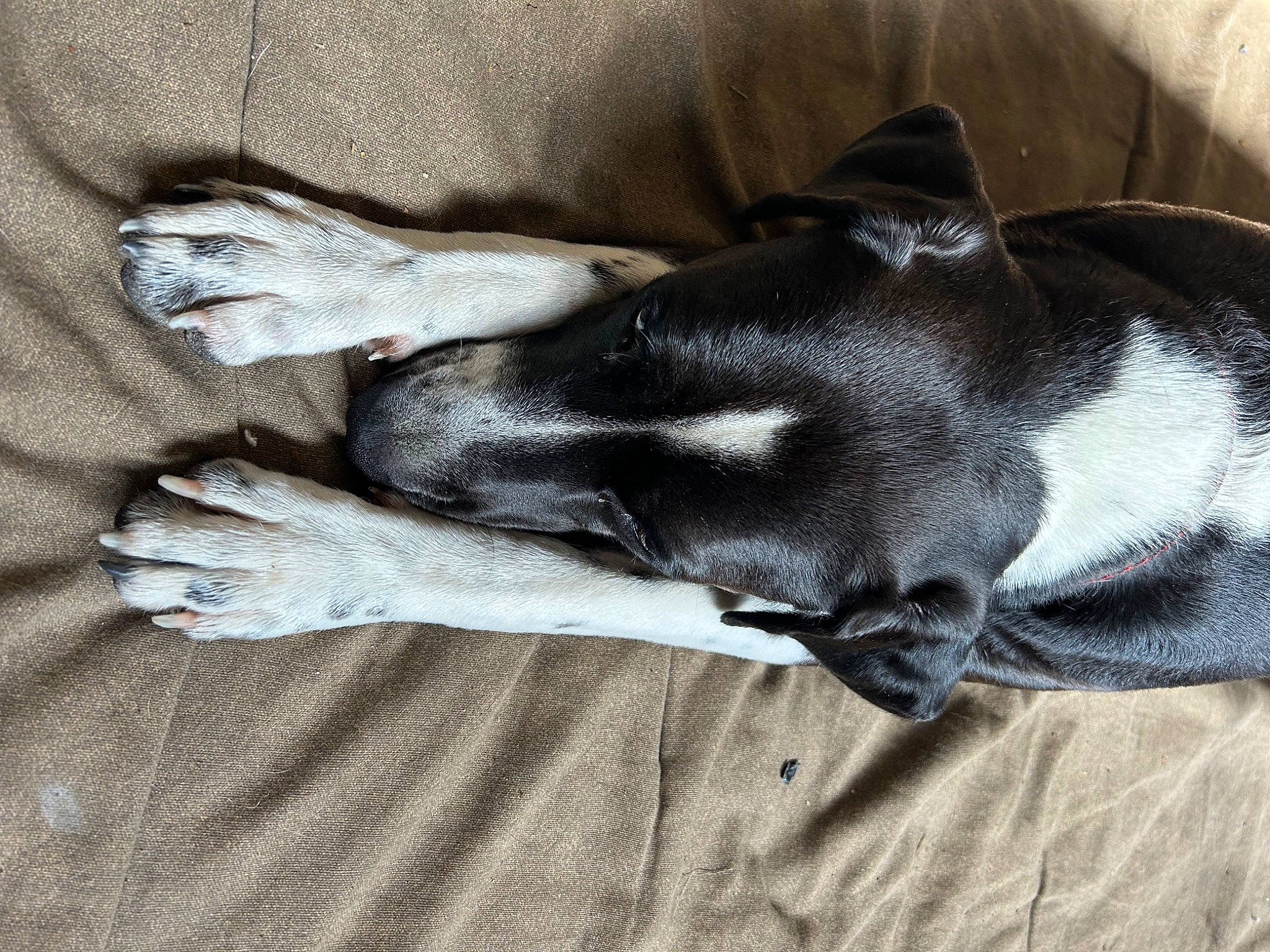 Draco is registered to the contest to win money with this photo: canidae, carnivore, comfort, companion_dog, dog, dog_breed, fawn, fur, grey, guard_dog, human_leg, linens, nap, paw, snout, sporting_group, tail, terrestrial_animal, whiskers, working_animal