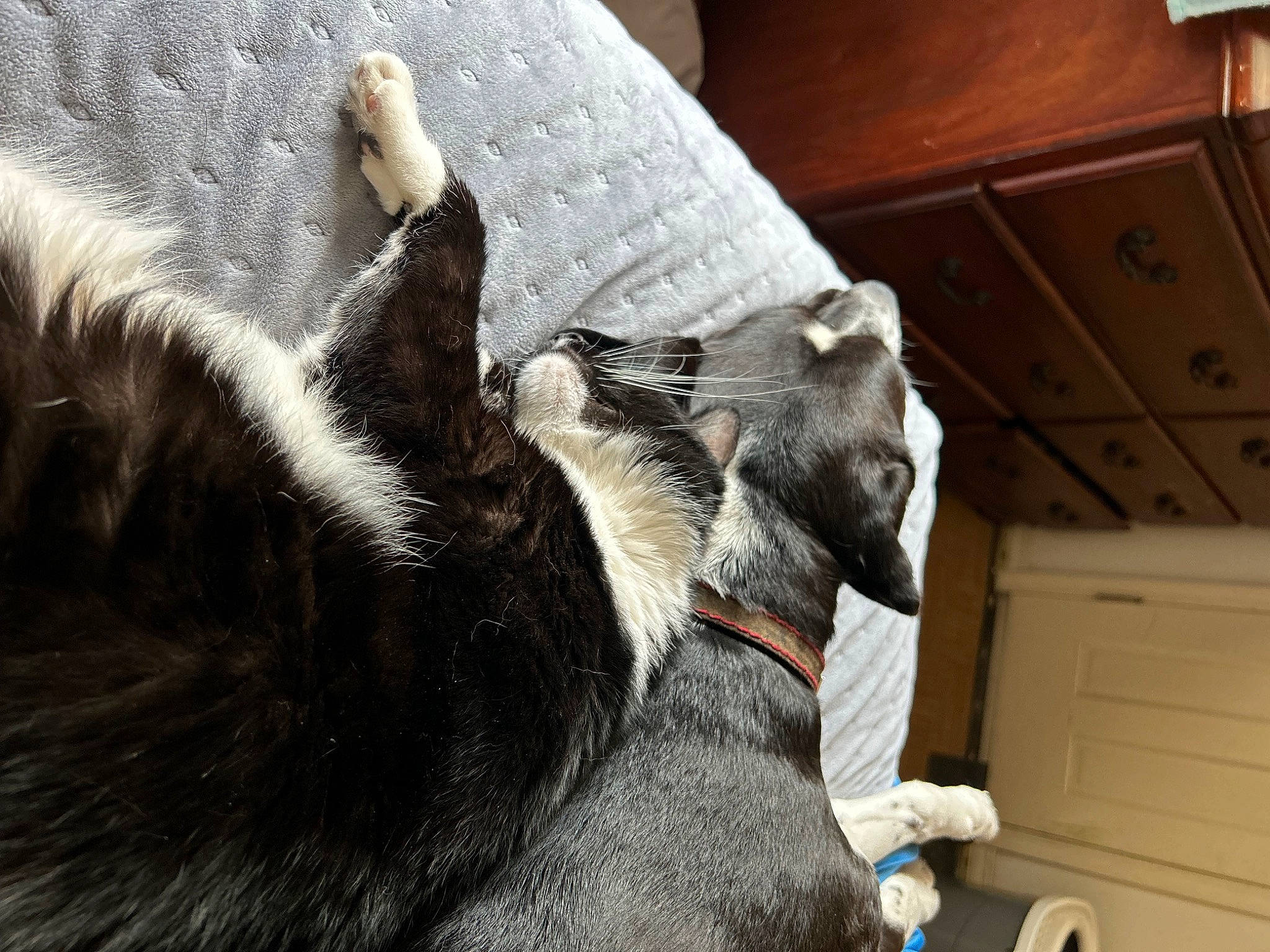 Draco is registered to the contest to win money with this photo: cabinetry, canidae, carnivore, chest_of_drawers, claw, comfort, companion_dog, dog_breed, domestic_short_haired_cat, ear, felidae, fur, small_to_medium_sized_cats, snout, sporting_group, tail, terrestrial_animal, whiskers, wood, working_animal