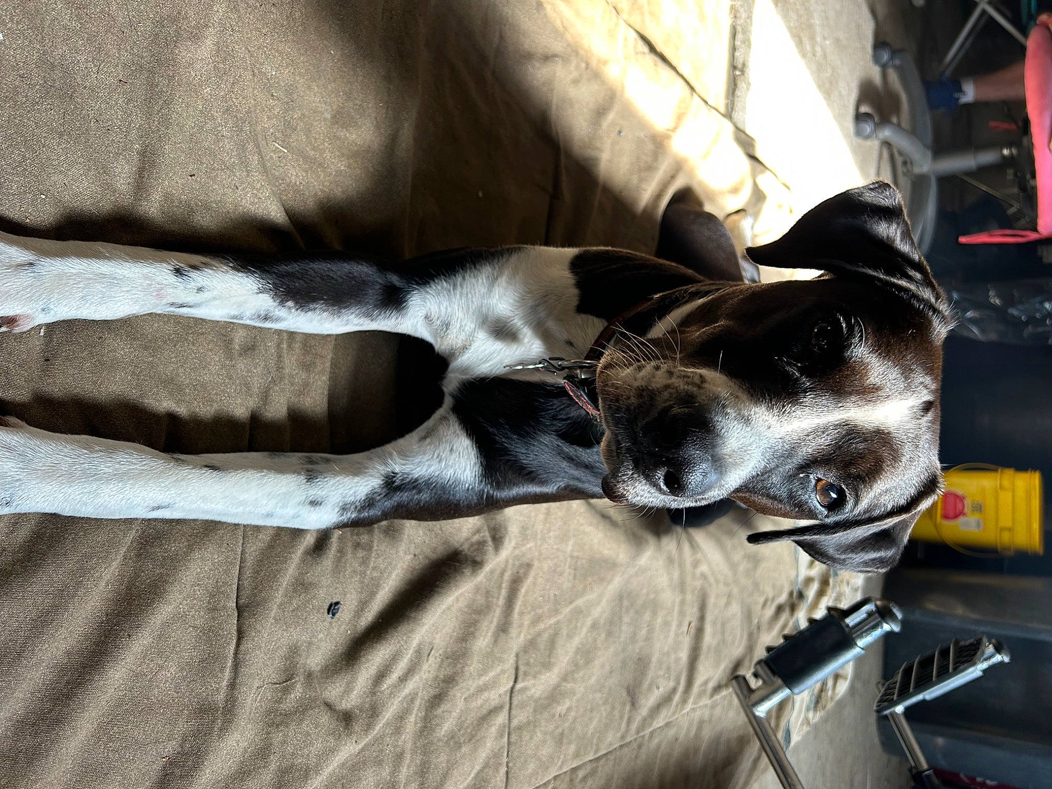 Draco joined the competition — help win amazing prizes! canidae, carnivore, collar, comfort, companion_dog, dog, dog_breed, dog_collar, dog_supply, fawn, fur, grey, human_leg, mammal, paw, snout, sporting_group, whiskers, wood, working_animal