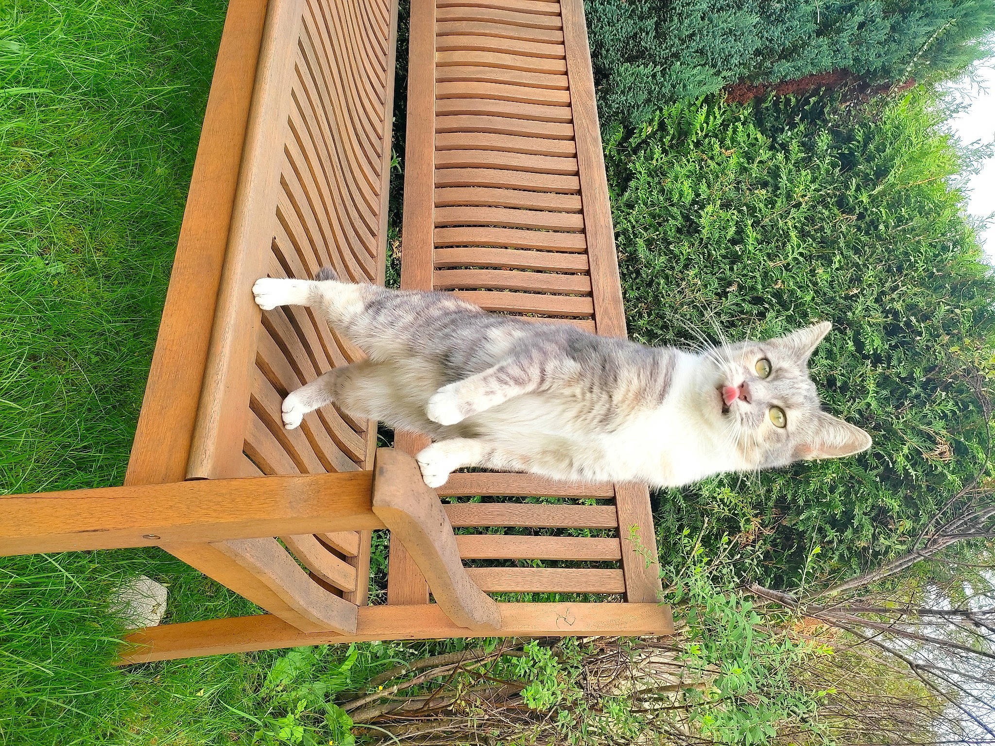 Lola participe au concours pour gagner de l'argent avec cette photo : carnivore, cat, chair, domestic_short_haired_cat, fawn, felidae, fur, grass, house, outdoor_bench, outdoor_furniture, plant, small_to_medium_sized_cats, table, tail, tree, trunk, whiskers, wildlife, wood