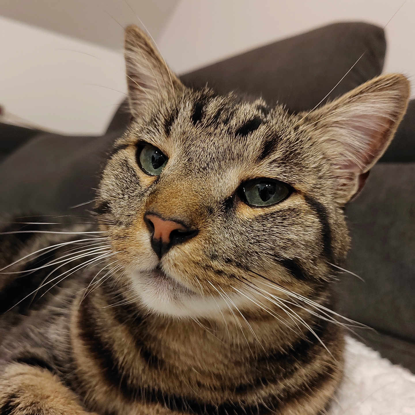 Tigrou