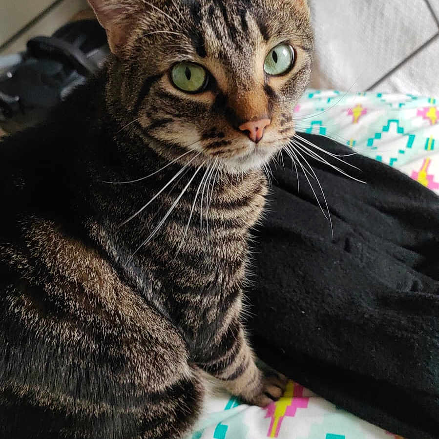 Samba a rejoint le concours — aidez-le/la à gagner de superbes lots ! abyssinian, animal, bed, bedroom, blanket, cat, cushion, egyptiancat, furniture, homedecor, indoors, kitten, manx, pet, room