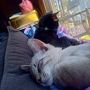 Sparkles is registered to the contest to win money with this photo: cat, sleeping, couch, blanket, window, indoor, pet, feline, relaxing, cozy, resting, domestic, animal, fur, collar, daylight, home, quiet, comfort, pillow
